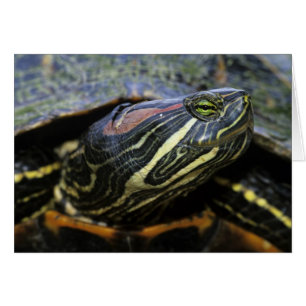 Rothaardieb, Trachemys scripta elegans, 2