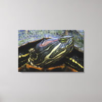 Rothaardieb, Trachemys scripta elegans, 2