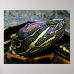 Rothaardieb, Trachemys scripta elegans, 2 Poster