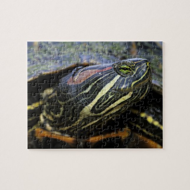 Rothaardieb, Trachemys scripta elegans, 2 Puzzle (Horizontal)