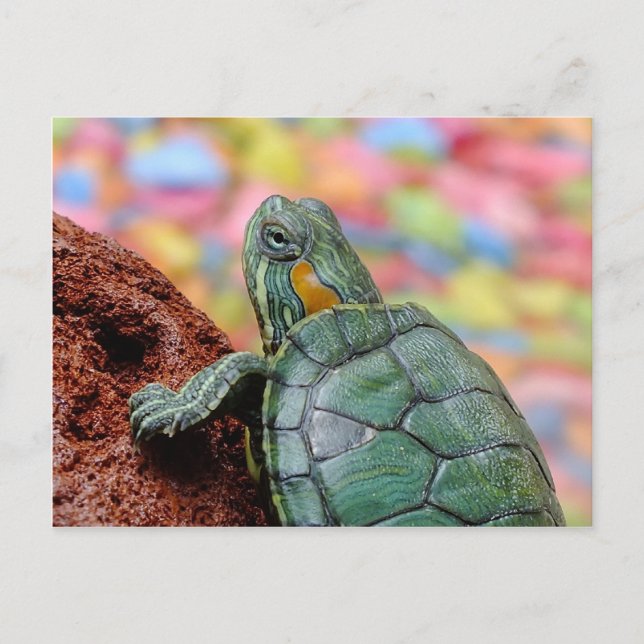 Rothaarschildkröte Postkarte (Vorderseite)