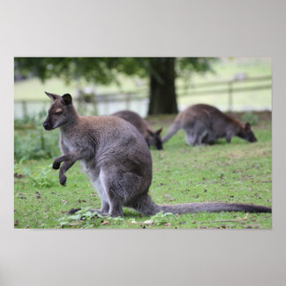 Rothackige Wallaby Poster