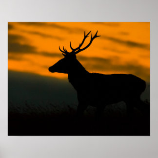Rothirsch-Hirsch-Silhouette bei Sonnenuntergang Wi Poster