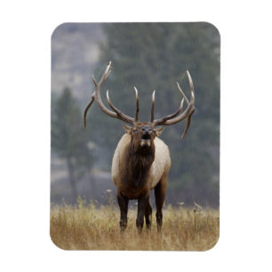 Rothirsch röhrt, Yellowstone NP, Wyoming 2 Magnet