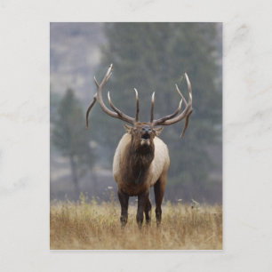 Rothirsch röhrt, Yellowstone NP, Wyoming 2 Postkarte