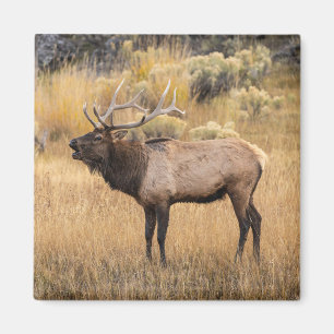Rothirsch   Yellowstone-Nationalpark Magnet