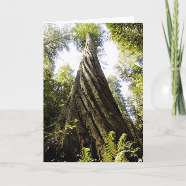 Rotholz Karte (Vorderseite)