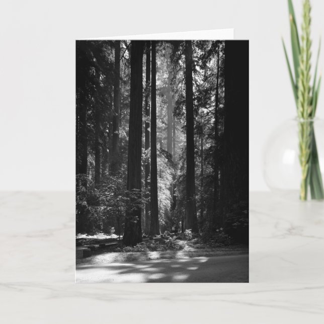 Rotholz-Wald, Grove des Gründers, 1966 Karte (Vorderseite)