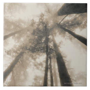 Rotholz-Wald, Nordkalifornien Fliese