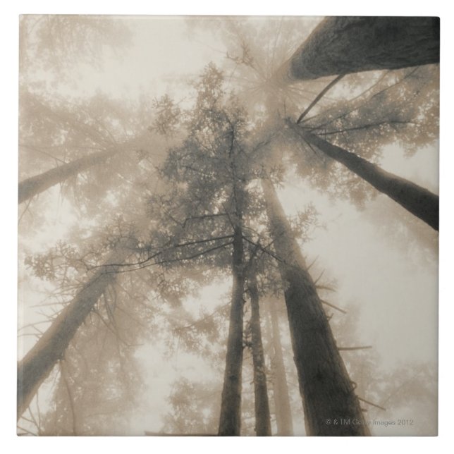 Rotholz-Wald, Nordkalifornien Fliese (Vorderseite)