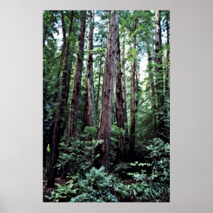 Rothölzer - Muir Holz-nationales Monument Poster