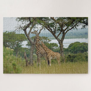 Rothschild-Giraffen Uganda. Jigsaw Puzzle