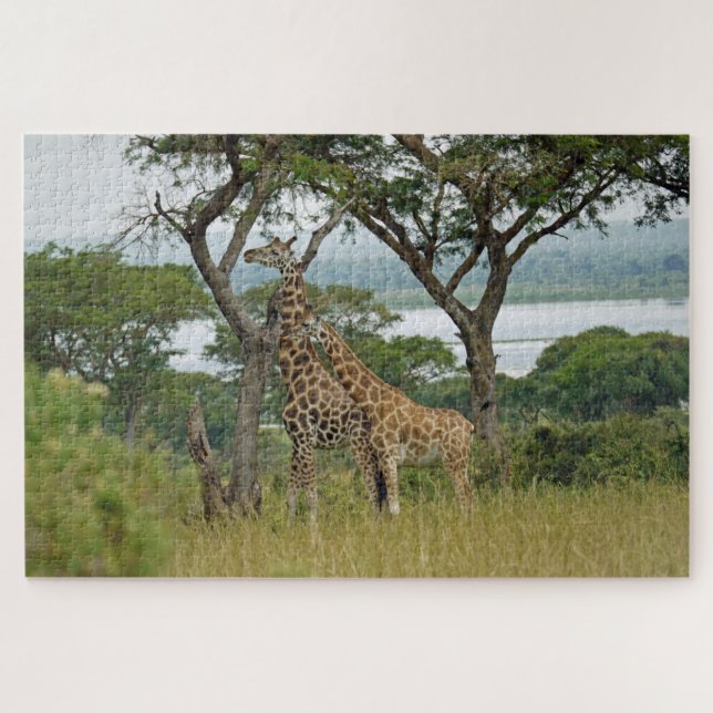 Rothschild-Giraffen Uganda. Puzzle (Horizontal)