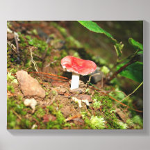 Rotkappiger Russula-Pilz