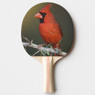 Rotkardinal, Cardinalis cardinalis, Männchen Tischtennis Schläger