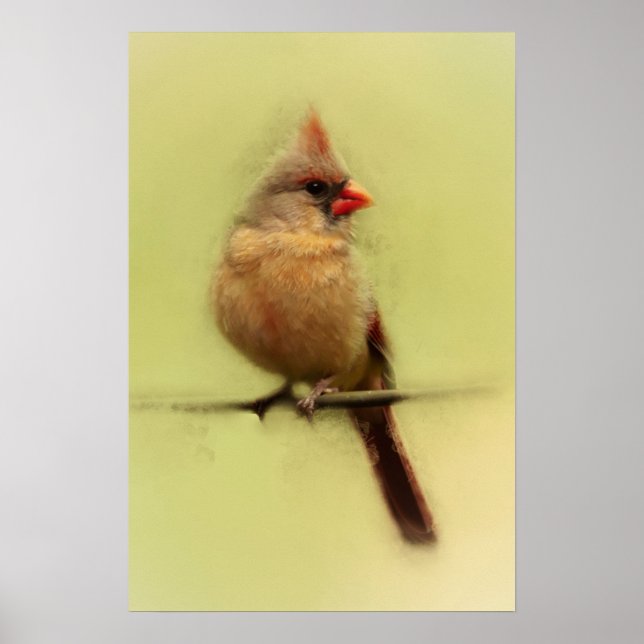 Rotkardinal-Singvogel Poster (Vorne)