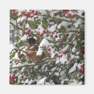 Rotkehlchen, das sich nach Schneefall in einer Ste Magnet