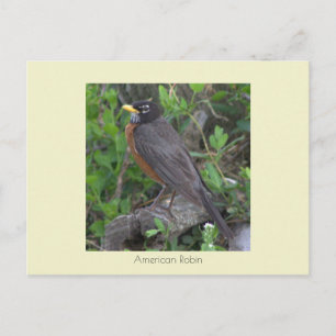 Rotkehlchen-Foto-Postkarte Postkarte
