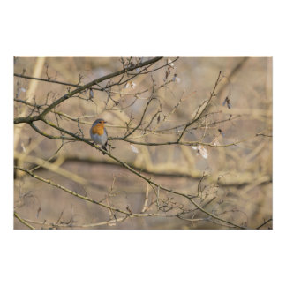 Rotkehlchen, goldenes Licht Poster