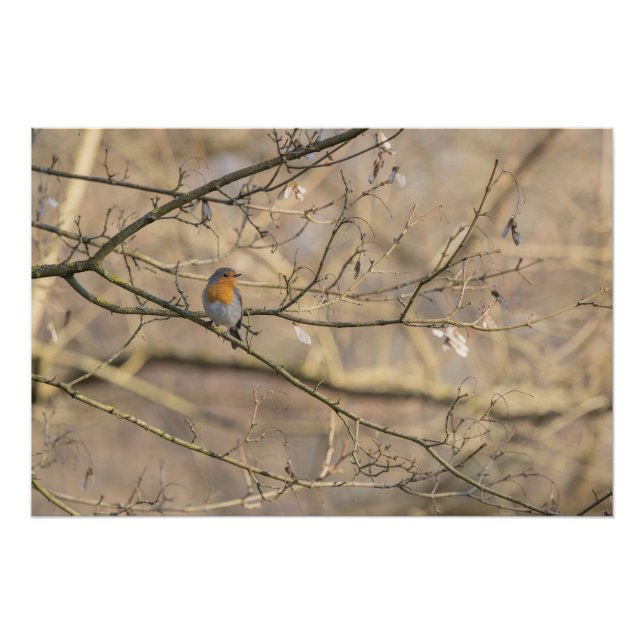Rotkehlchen, goldenes Licht Poster (Vorderseite)