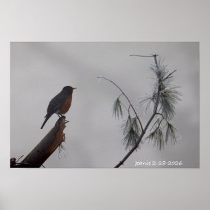Rotkehlchen im Winter Poster