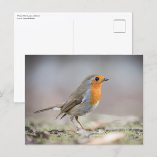 Rotkehlchen-Naturfoto Postkarte