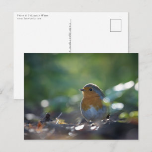 Rotkehlchen-Naturfoto Postkarte