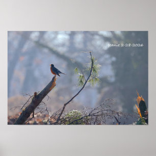 Rotkehlchen Poster