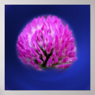 Rotklee Wildblume Poster