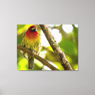 Rotkopf-Bartvogel (Männchen) im Regenwald Leinwanddruck