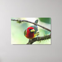 Rotkopf-Bartvogel (Männchen) in Costa Rica