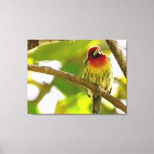 Rotkopfbartvogel (Männchen) im Regenwald Leinwanddruck