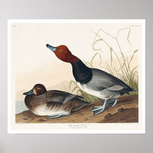 Rotkopfente von Audubon Poster (Vorne)