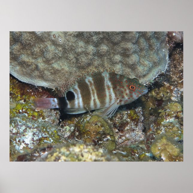 Rotkopffisch Poster (Vorne)