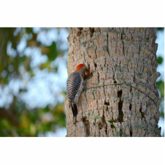Rotkopfspecht in Palme Freistehende Fotoskulptur