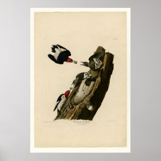 Rotkopfspecht Poster