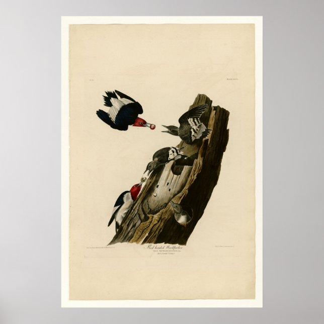 Rotkopfspecht Poster (Vorne)