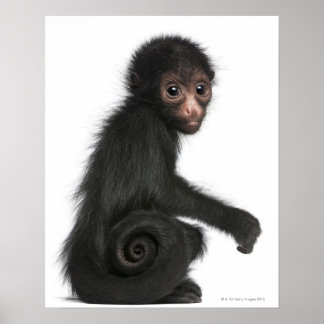 Rotkopfspinne - Ateles paniscus (3 Poster