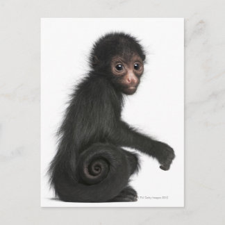 Rotkopfspinne - Ateles paniscus (3 Postkarte