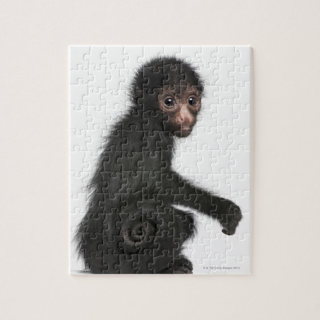 Rotkopfspinne - Ateles paniscus (3 Puzzle (Vertikal)