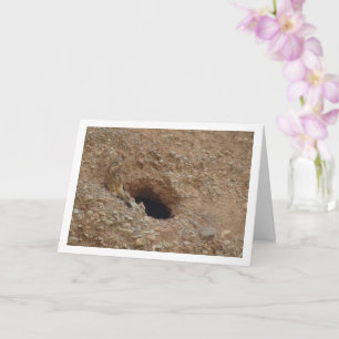 Rotkopfvogel, Falco Tinnunculus Karte