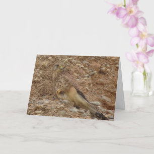 Rotkopfvogel, Falco Tinnunculus Karte