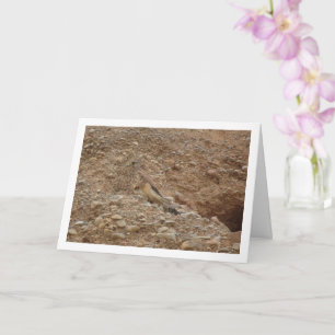 Rotkopfvogel, Falco Tinnunculus Karte