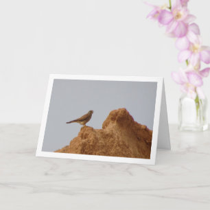 Rotkopfvogel, Falco Tinnunculus Karte