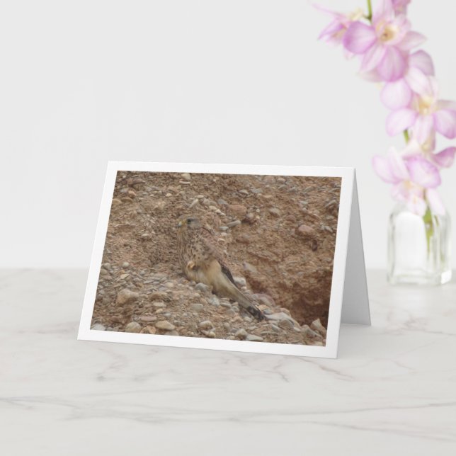 Rotkopfvogel, Falco Tinnunculus Karte (Orchidee)