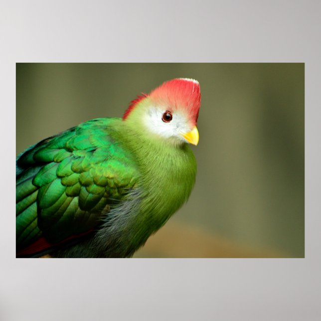 Rotkreuzer Turaco-Vogel Poster (Vorne)