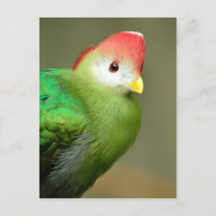 Rotkreuzer Turaco-Vogel Postkarte