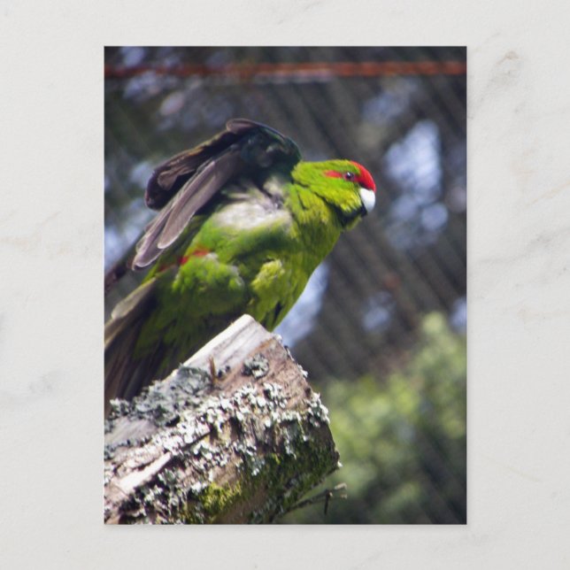 Rotkronenparaket Postkarte (Vorderseite)