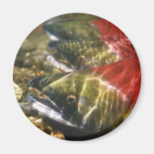 Rotlachs Magnet