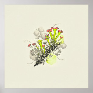 Rötlich gespitzter Becherflechte Botanischer Studi Poster